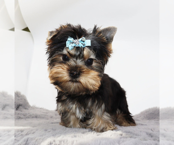 Medium Photo #1 Yorkshire Terrier Puppy For Sale in LOS ANGELES, CA, USA