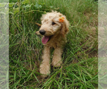 Puppy 3 Goldendoodle