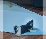 Small Photo #3 Shih Tzu Puppy For Sale in THE WOODLANDS, TX, USA