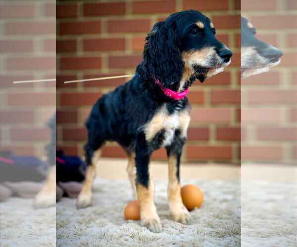 Medium Photo #2 Poodle (Standard)-Unknown Mix Puppy For Sale in Pacolet, SC, USA