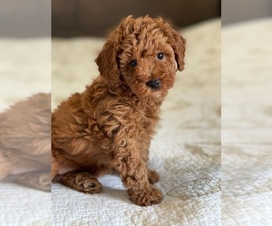 Poodle (Miniature) Puppy for sale in LOXAHATCHEE, FL, USA