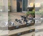 Small Boston Terrier