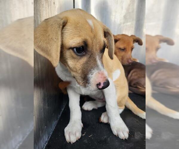 Medium Photo #1 Mutt Puppy For Sale in San Antonio, TX, USA