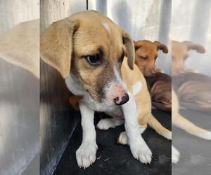 Mutt Dogs for adoption in San Antonio, TX, USA