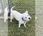 Small #2 Mutt
