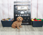 Small Photo #6 Poodle (Miniature) Puppy For Sale in MARIETTA, GA, USA