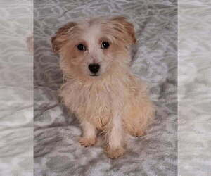 Havanese Puppy for sale in POMONA PARK, FL, USA