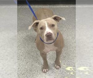 Mutt Dogs for adoption in Conroe, TX, USA
