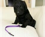 Small Photo #2 Australian Labradoodle Puppy For Sale in CUMMING, GA, USA