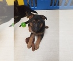 Small Photo #4 German Shepherd Dog Puppy For Sale in TORONTO, OH, USA