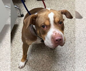American Pit Bull Terrier Dogs for adoption in Great Bend, KS, USA