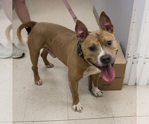 Meatball - Male Mutt Dog for Adoption - Photo #4