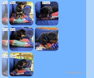 Rottweiler Puppy for sale in SUGARLOAF, PA, USA