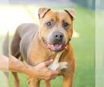 Small #1 American Pit Bull Terrier