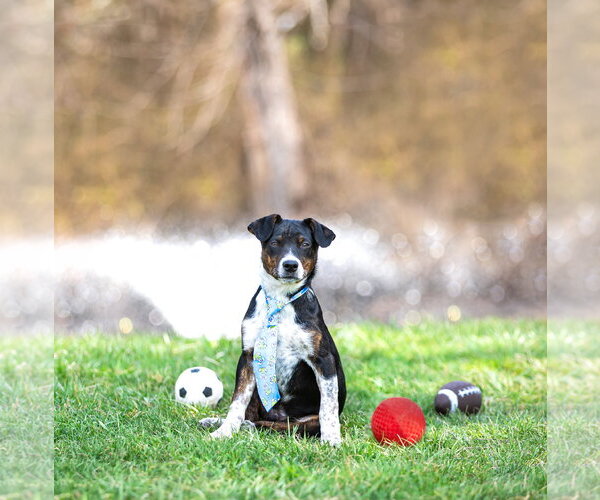 Medium Photo #5 Mutt Puppy For Sale in Unionville, PA, USA