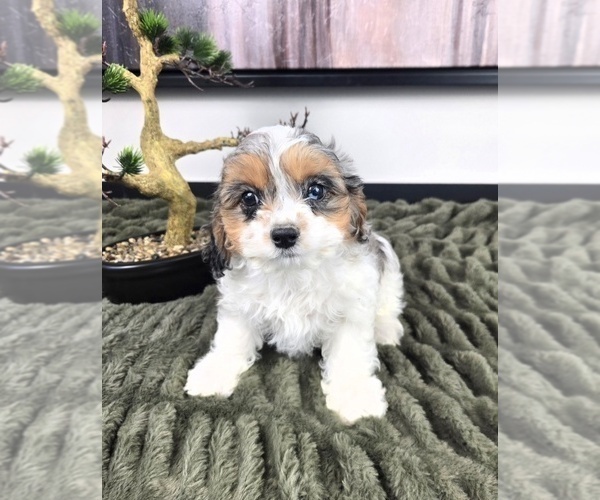 Medium Photo #3 Cavapoo (Standard) Puppy For Sale in GREENFIELD, IN, USA