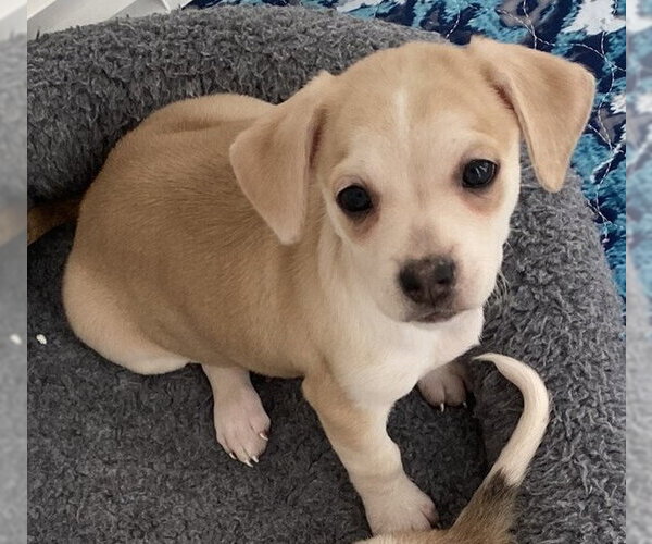 Medium Photo #4 Beagle-Unknown Mix Puppy For Sale in New York, NY, USA