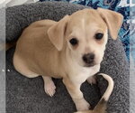 Small #3 Beagle Mix