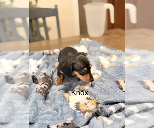 Medium Photo #12 Dachshund Puppy For Sale in CHIPPEWA FALLS, WI, USA