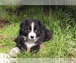 Puppy Buddy Australian Shepherd