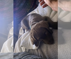 Chesapeake Bay Retriever Puppy for sale in WOODMOOR, CO, USA