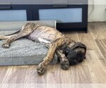 Small Photo #3 Great Dane Puppy For Sale in Goodyear, AZ, USA