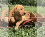 Small Photo #3 Labrador Retriever Puppy For Sale in NEOLA, WV, USA