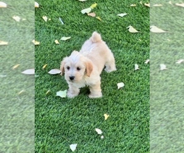 Medium Photo #6 Snorkie Puppy For Sale in COARSEGOLD, CA, USA