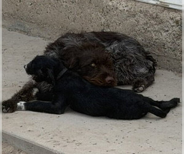 Medium Photo #4 Poodle (Standard)-Unknown Mix Puppy For Sale in Sandy, UT, USA