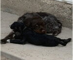Small #3 Poodle (Standard) Mix