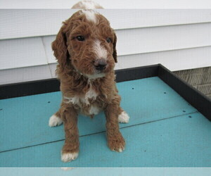 Goldendoodle Puppy for sale in SOUTH BEND, IN, USA