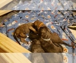 Small Photo #7 Irish Wolfhound Puppy For Sale in ANN ARBOR, MI, USA