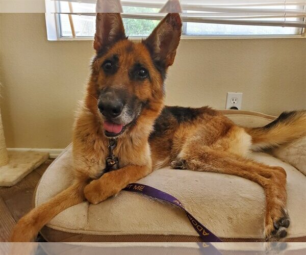 Medium Photo #5 German Shepherd Dog Puppy For Sale in Temecula, CA, USA