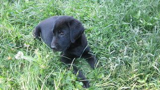 Labrador Retriever Puppy for sale in MIDDLETOWN, IN, USA