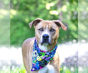 Mutt Dogs for adoption in Unionville, PA, USA