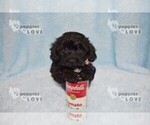 Small Photo #3 YorkiePoo Puppy For Sale in SANGER, TX, USA