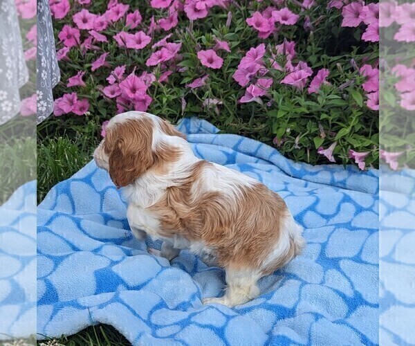 Medium Photo #3 Cavalier King Charles Spaniel Puppy For Sale in DUNNVILLE, KY, USA