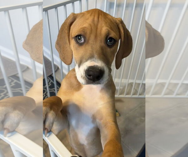 Medium Photo #1 Mutt Puppy For Sale in Holly Springs, NC, USA