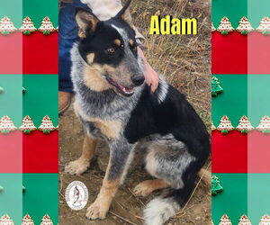 Border Collie-Unknown Mix Dogs for adoption in Red Lodge, MT, USA