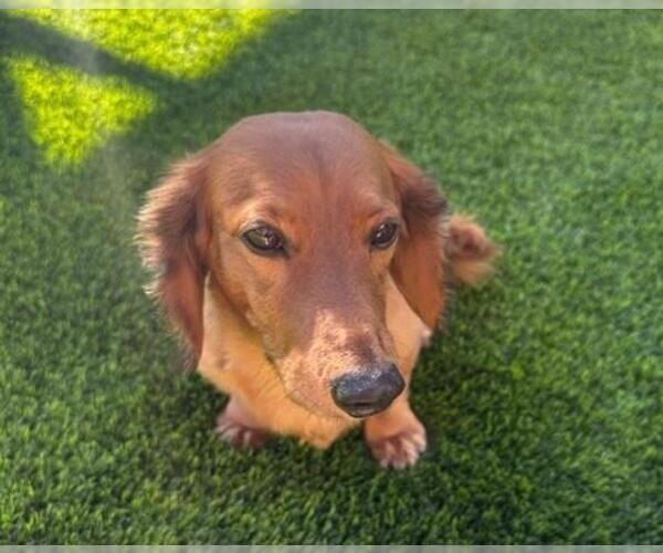 Medium Photo #2 Dachshund Puppy For Sale in Los Angeles, CA, USA