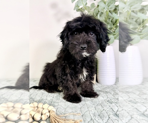 Medium Photo #5 Cock-A-Poo Puppy For Sale in GREENFIELD, IN, USA