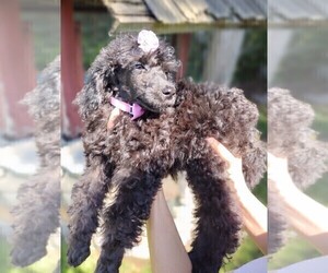 Poodle (Standard) Puppy for sale in DETROIT, MI, USA