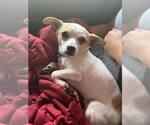 Small Chiweenie