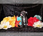 Puppy Sullivan Chihuahua