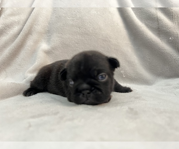 Medium Photo #6 French Bulldog Puppy For Sale in MIRAMAR, FL, USA