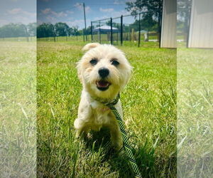 Poodle (Toy)-Unknown Mix Dogs for adoption in Pacolet, SC, USA