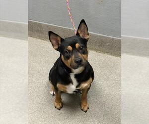 American Pit Bull Terrier-Unknown Mix Dogs for adoption in Las Vegas, NV, USA