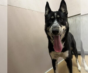 Mutt Dogs for adoption in Martinez, CA, USA