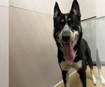 ASHLEY - Female Mutt Dog for Adoption - Small photo