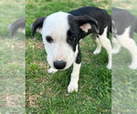 Small #19 Australian Shepherd Mix